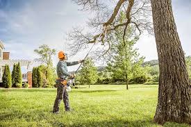Reliable Wildomar, CA Tree Services Solutions