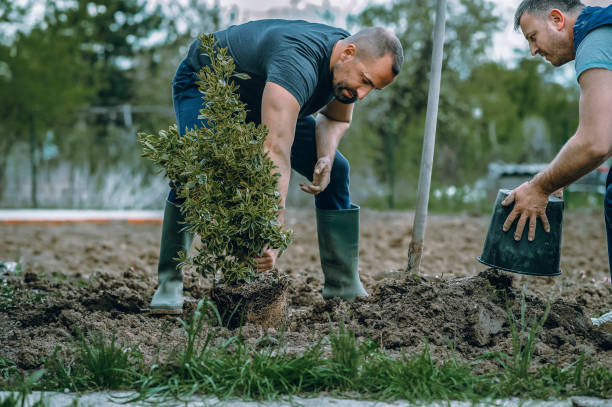 Lawn Irrigation Installation and Maintenance in Wildomar, CA