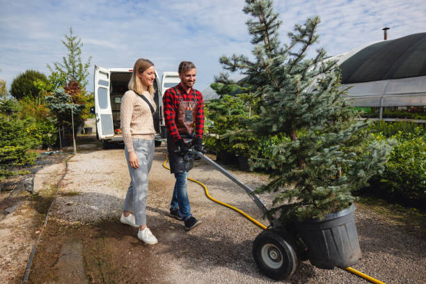 Best Lawn Disease Treatment  in Wildomar, CA