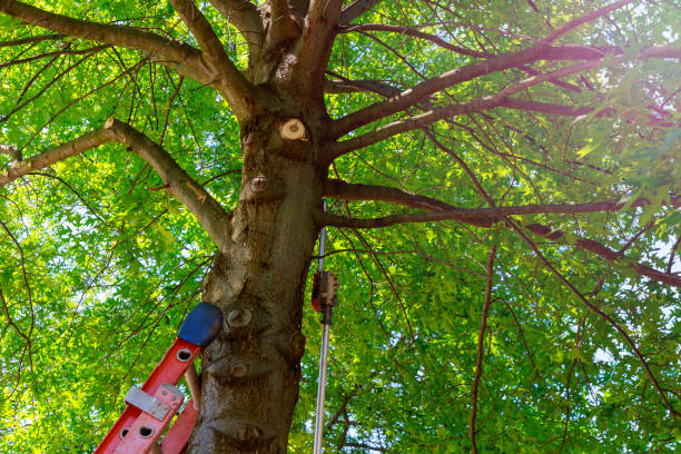 Best Tree Disease Treatment  in Wildomar, CA